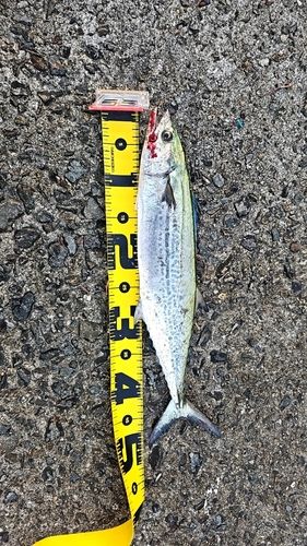 サゴシの釣果