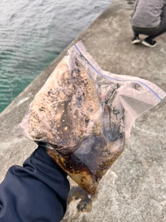 コブシメの釣果