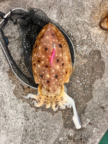 コブシメの釣果