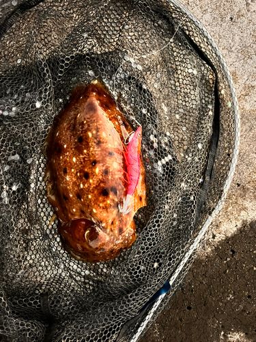 コブシメの釣果
