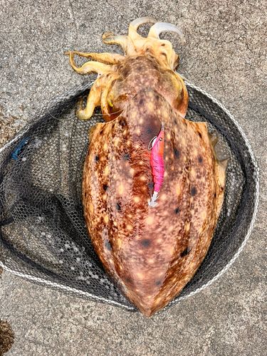 コブシメの釣果