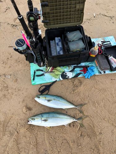 ヤズの釣果