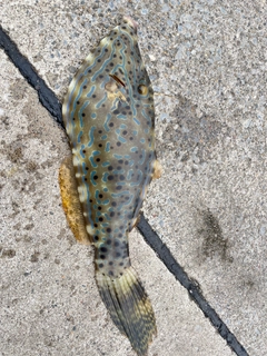 ソウシハギの釣果