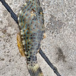 ソウシハギ