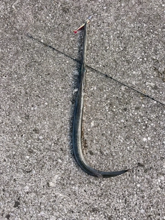 アオヤガラの釣果