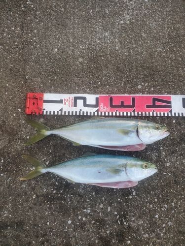 イナダの釣果