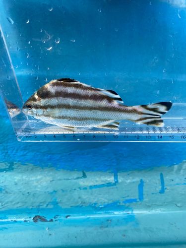 シマイサキの釣果
