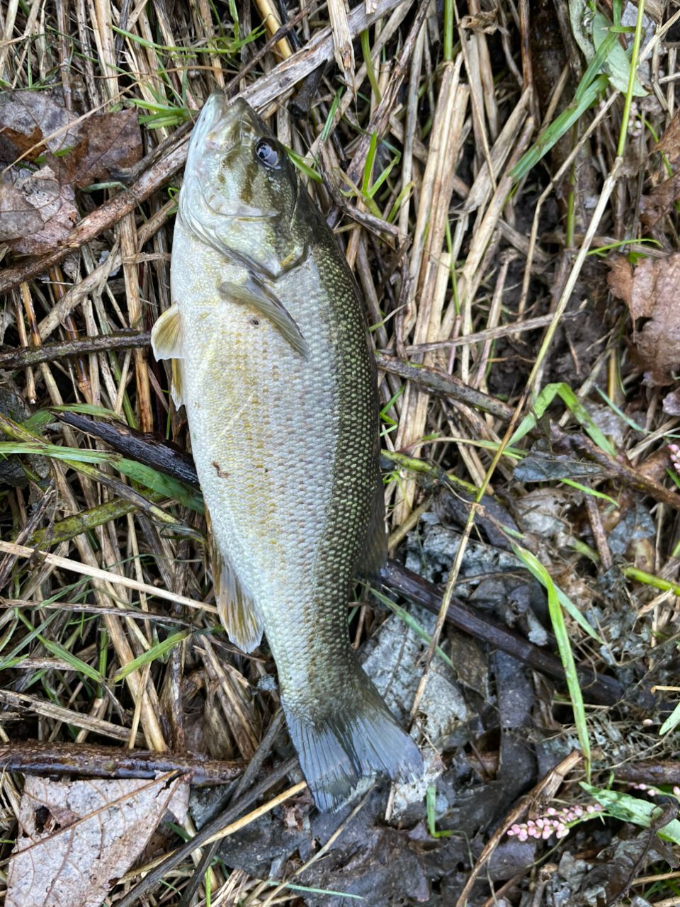 スモールマウスバス