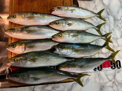 ツバスの釣果