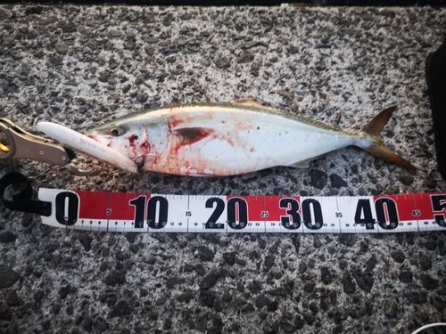 ハマチの釣果