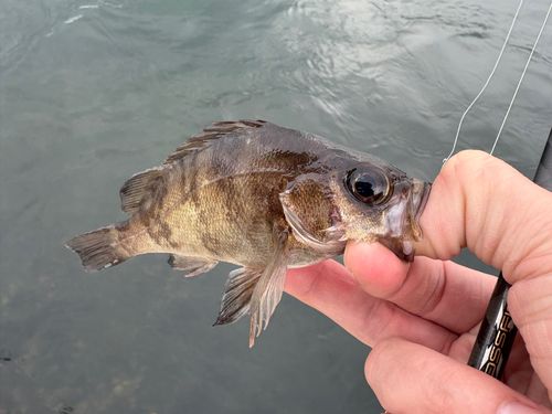 メバルの釣果