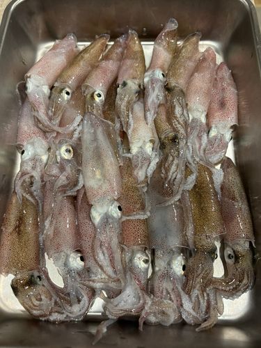 マメイカの釣果