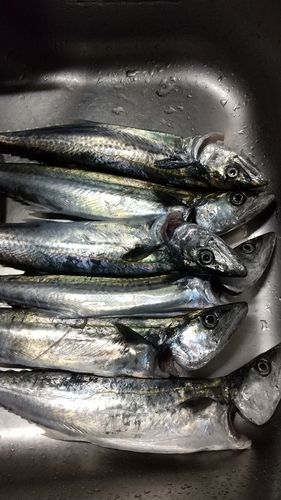 サゴシの釣果