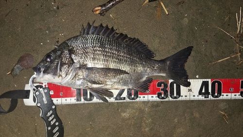 クロダイの釣果