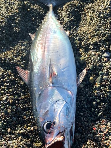 ヒラソウダの釣果