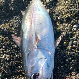 ヒラソウダ