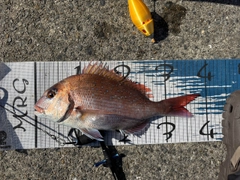 マダイの釣果