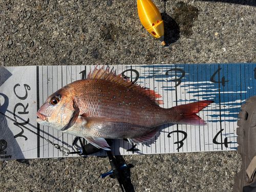 マダイの釣果