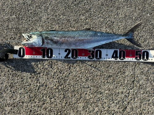 サゴシの釣果
