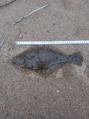 ソゲの釣果
