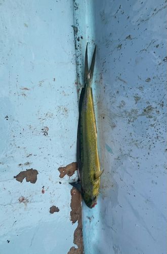 シイラの釣果