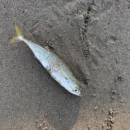 サバ