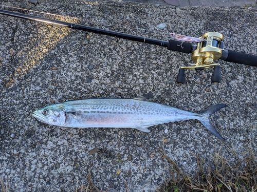 サゴシの釣果