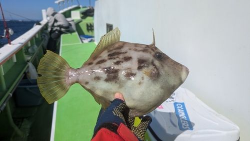 カワハギの釣果