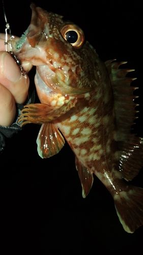 ガシラの釣果