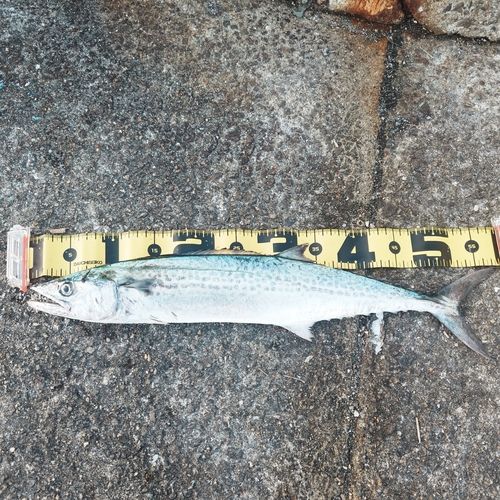 サゴシの釣果