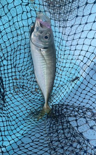 マアジの釣果