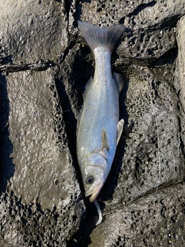 ヒラスズキの釣果