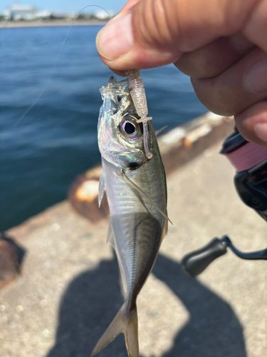 マアジの釣果