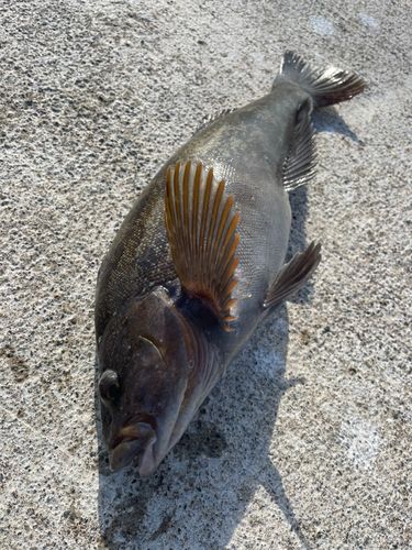アイナメの釣果