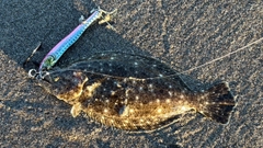 ソゲの釣果