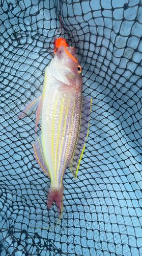 イトヨリダイの釣果