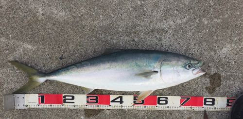ブリの釣果