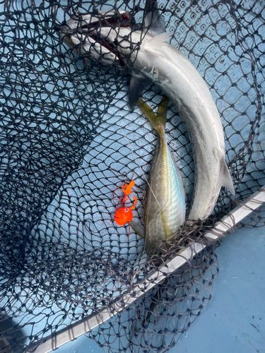 サゴシの釣果