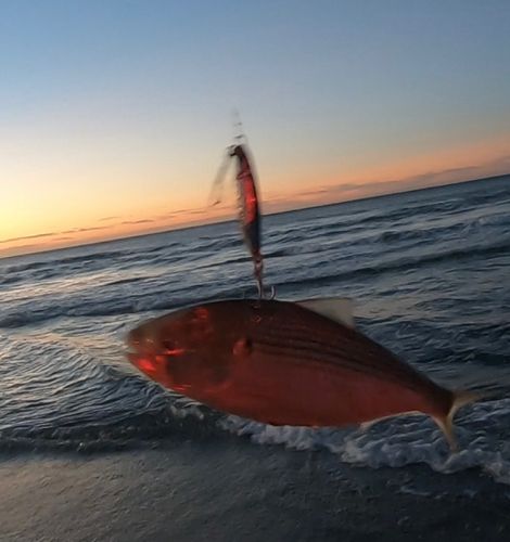 コノシロの釣果