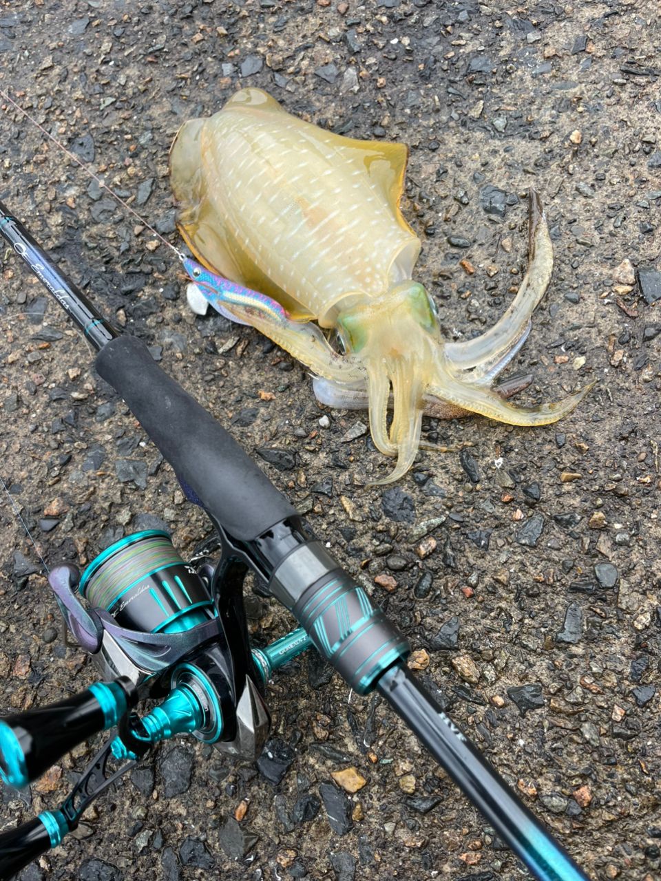 まーーーおさんの釣果 1枚目の画像