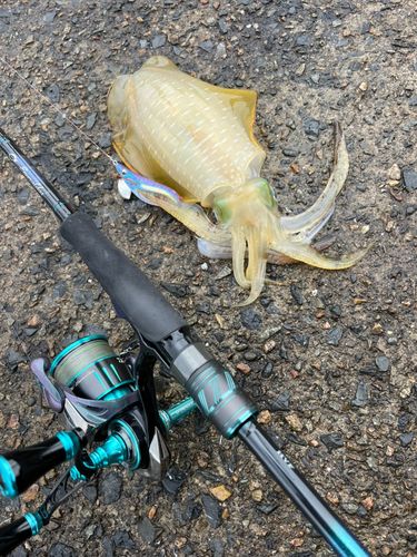 アオリイカの釣果