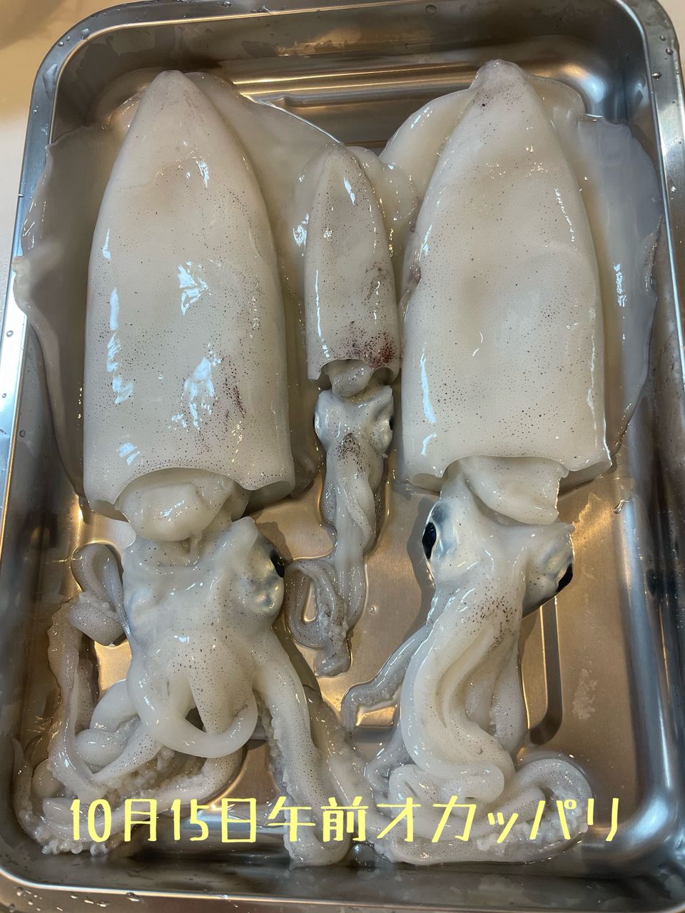 まーーーおさんの釣果 2枚目の画像