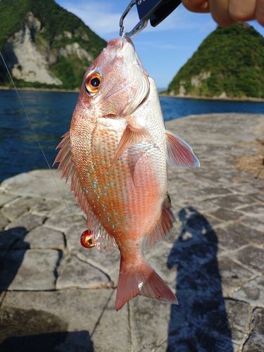 タイの釣果