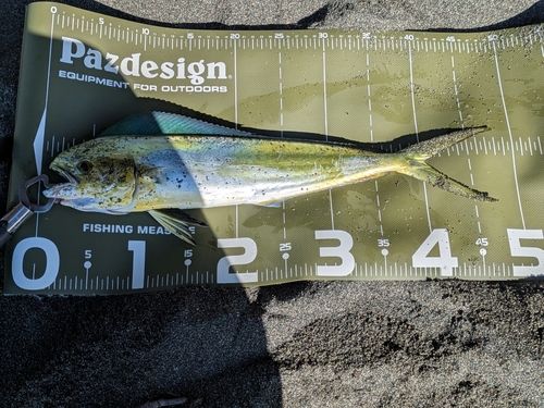 シイラの釣果