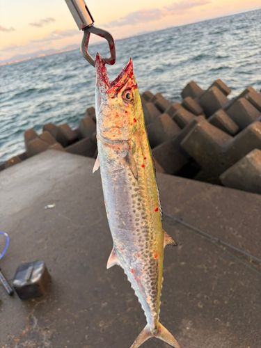サゴシの釣果