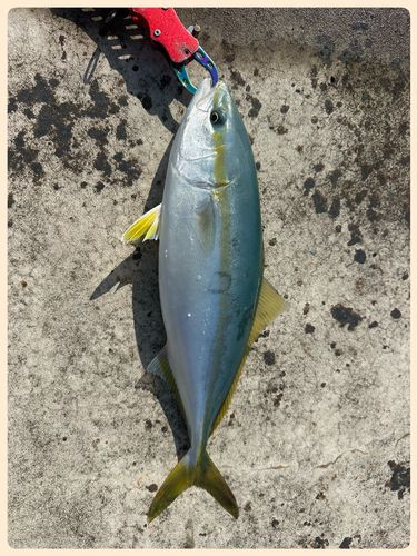 イナダの釣果