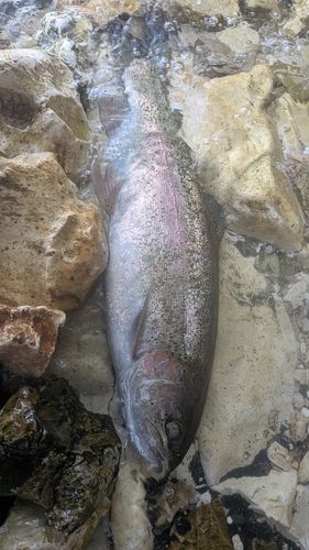 ニジマスの釣果
