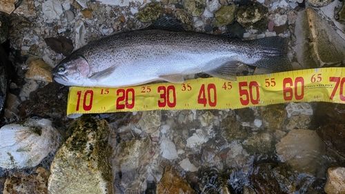ニジマスの釣果
