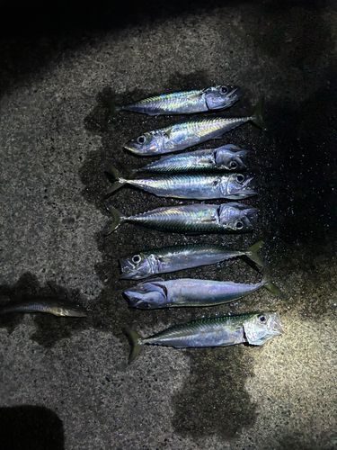 サバの釣果