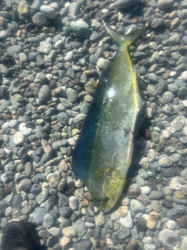 シイラの釣果